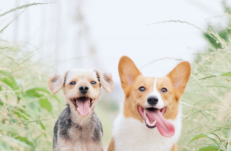 Preventing Home Dog Fights in Paradise