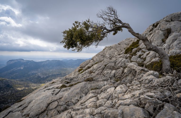 Paradise: The Importance of Resilience in Overcoming Trauma